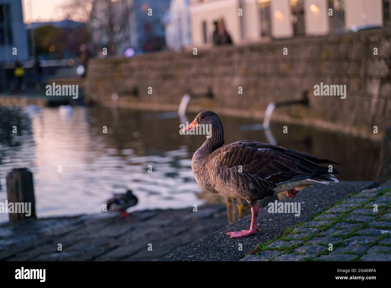 L'anatra isolata che guarda nel lago come il tramonto a Reykjavik Islanda. Foto Stock