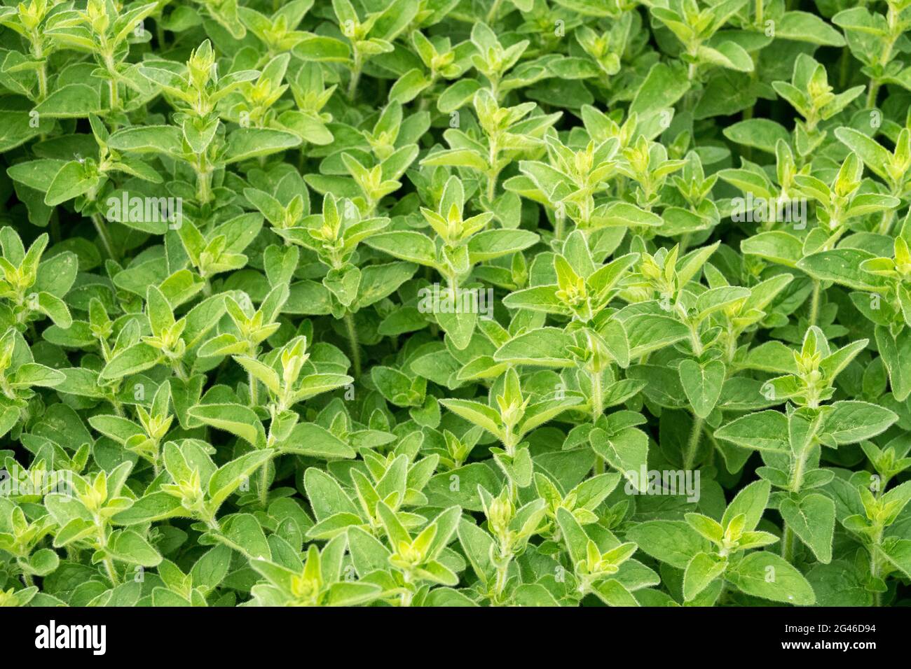 Origanum vulgare Wild Marjoram Garden Erba Foto Stock