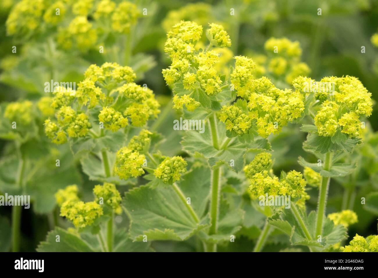 Alchemilla vulgaris comune Ladys mantello giugno Giardino piante mediche Foto Stock