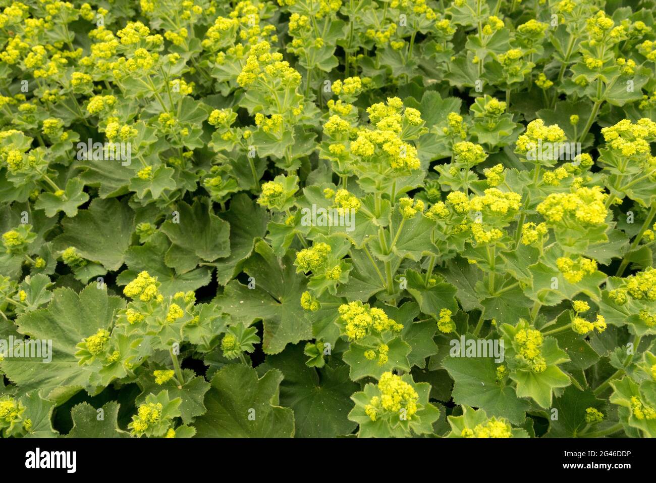 Alchemilla vulgaris comune Ladys mantello giugno Giardino piante mediche Foto Stock