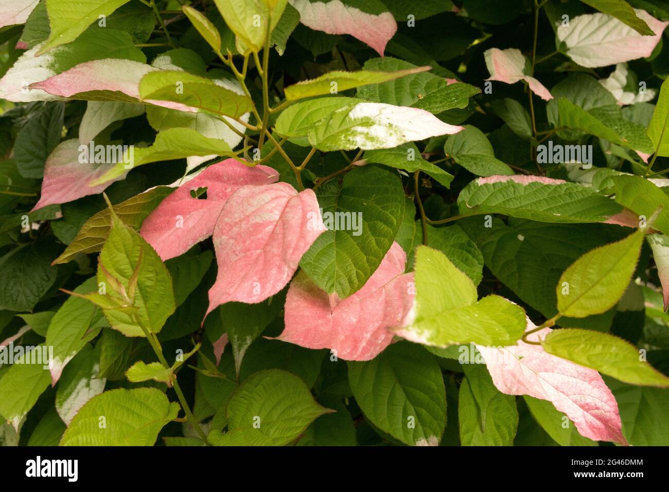 Actinidia kolomikta lascia Foliage Kiwi Vine Leaf climber Foto Stock