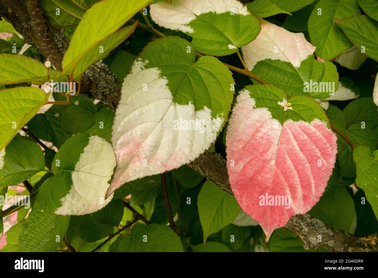 Actinidia kolomikta lascia Foliage Kiwi Vine Leaf climber Foto Stock