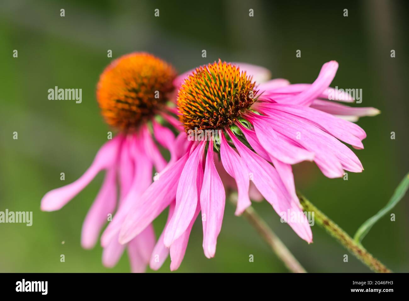 Echinacea purpurea coneflower (). Bellissimi fiori viola con un Orange Center in giardino Foto Stock