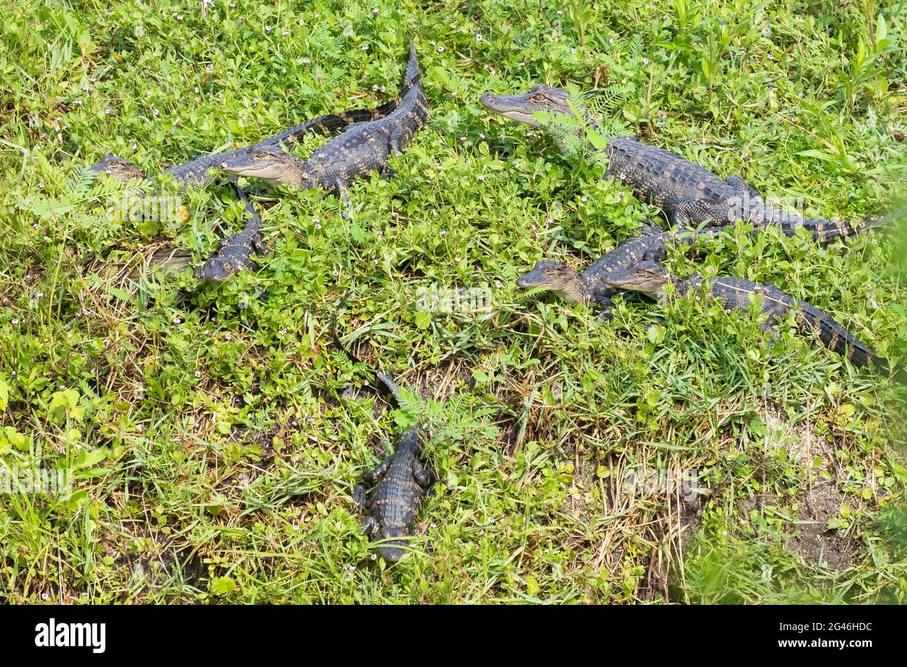 Un gruppo di alligatori americani (alligatore missisippiensis) appollaiati sulla riva. Foto Stock