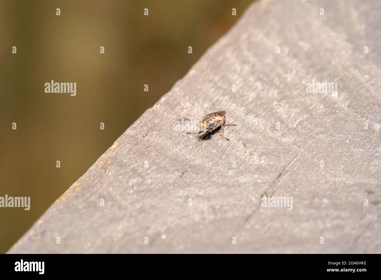 Piccola mosca di colore marrone chiaro con occhi strippati Foto Stock