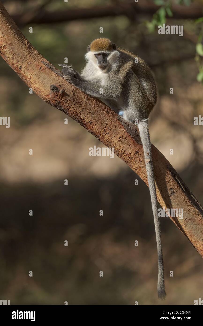 Green Monkey - Chlorocebus aethiops, bella scimmia popolare da cespugli e foreste dell'Africa occidentale, Etiopia. Foto Stock