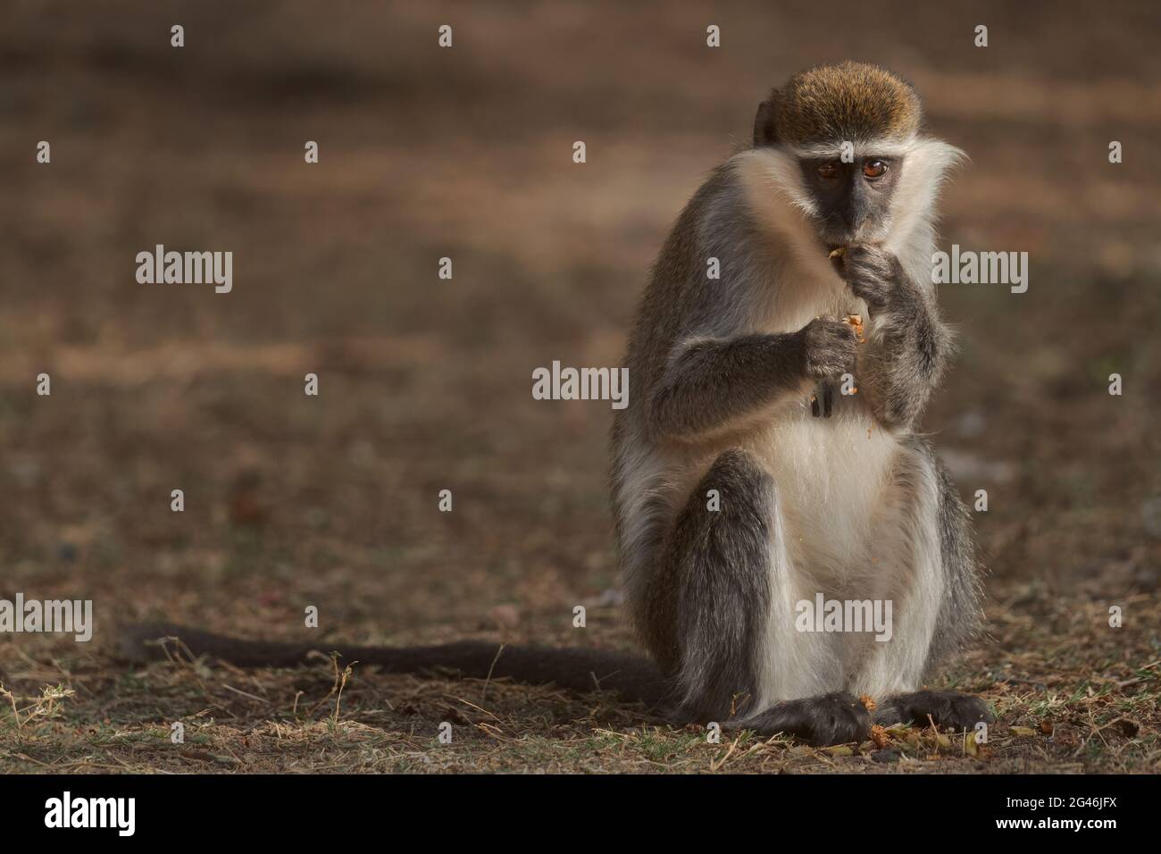 Green Monkey - Chlorocebus aethiops, bella scimmia popolare da cespugli e foreste dell'Africa occidentale, Etiopia. Foto Stock