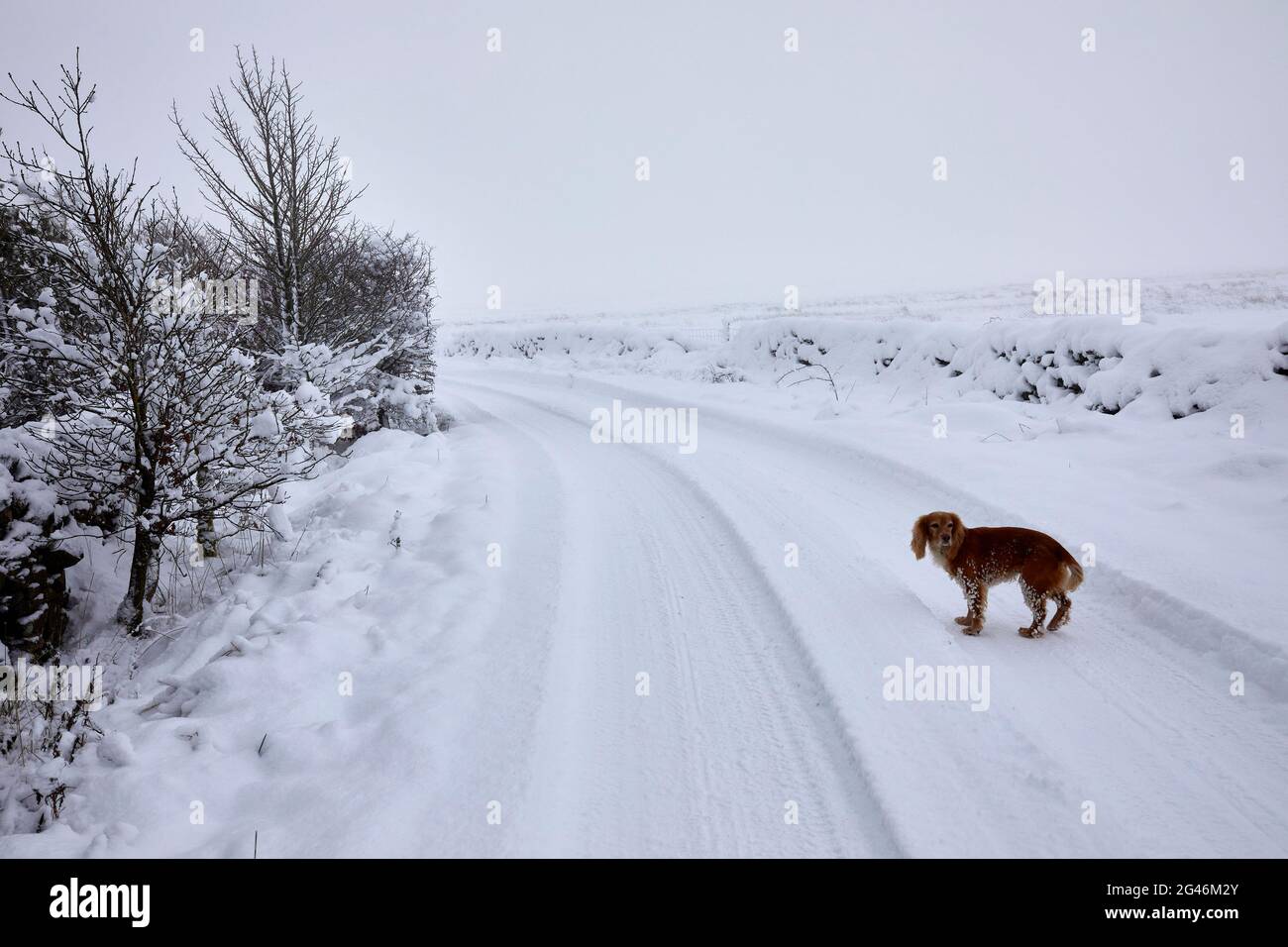 Lo spaniel del cocker del PET attende il suo proprietario mentre cammina su una corsia nebbiosa e innevata nel North Yorkshire Foto Stock