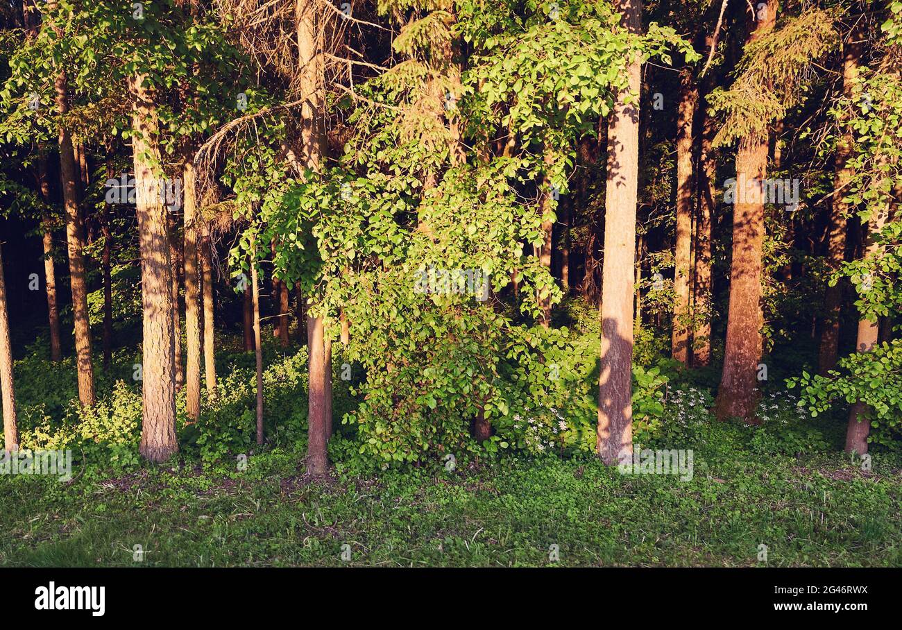 Uomo in bicicletta ombra sul parco verde in luminoso sole mattina Foto Stock