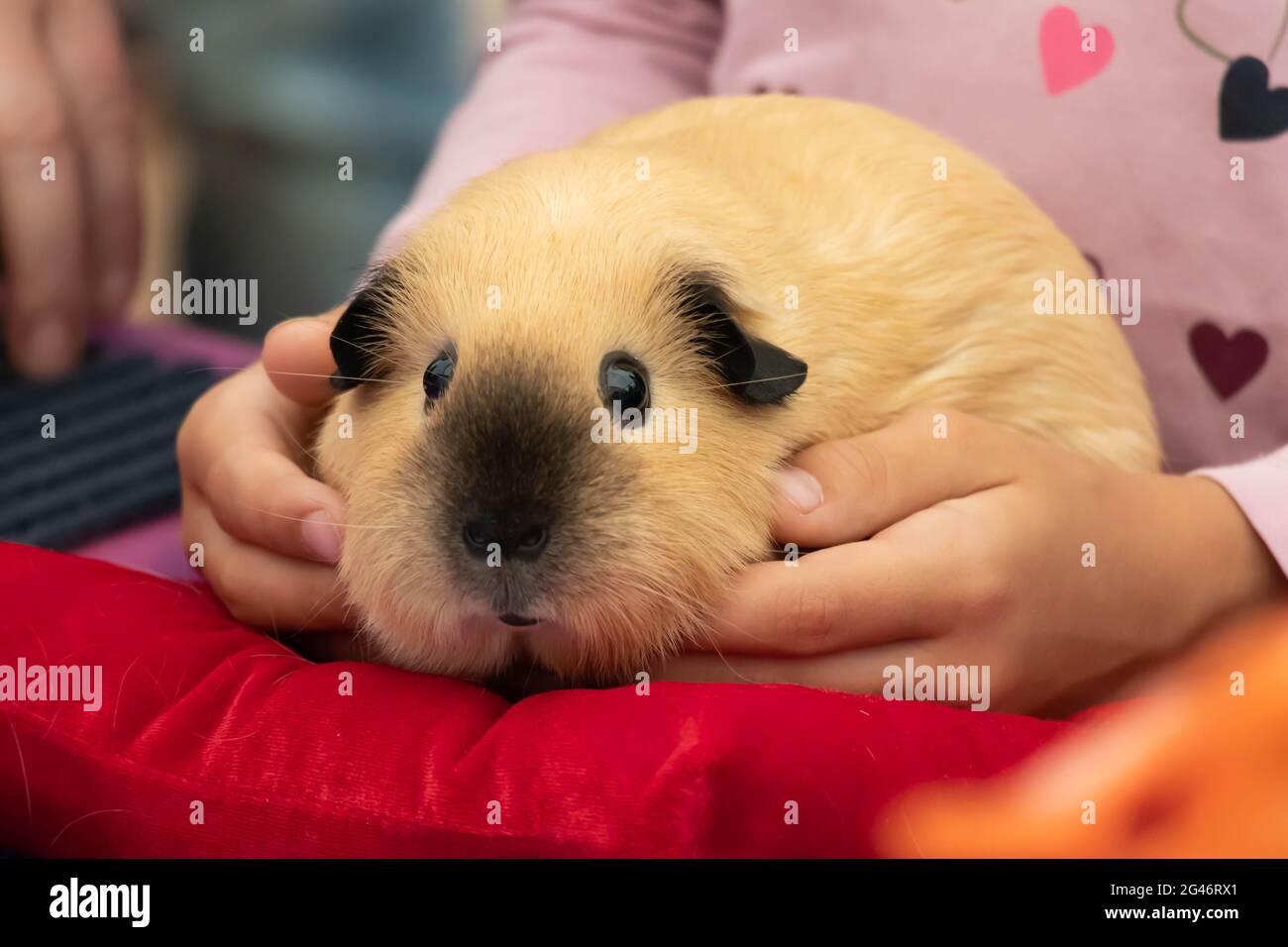 Un carino cavia roditore è seduto nelle mani di un bambino. Foto Stock