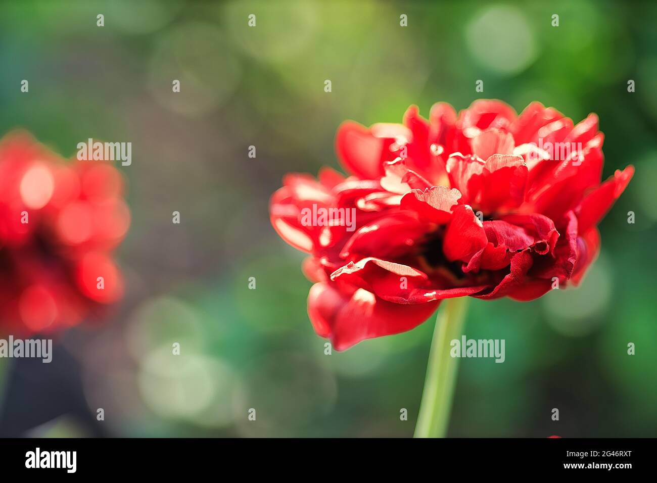 Un singolo fiore rosso su uno sfondo sfocato del letto di fiori in un giorno d'estate. Foto Stock