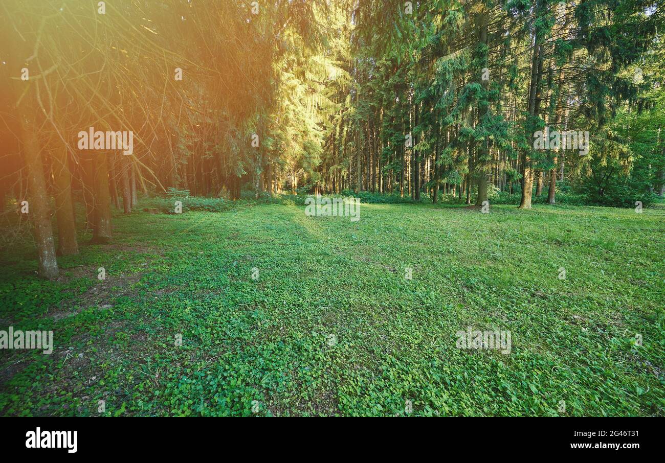 Prato verde con erba in foresta in mattina soleggiata luminosa Foto Stock