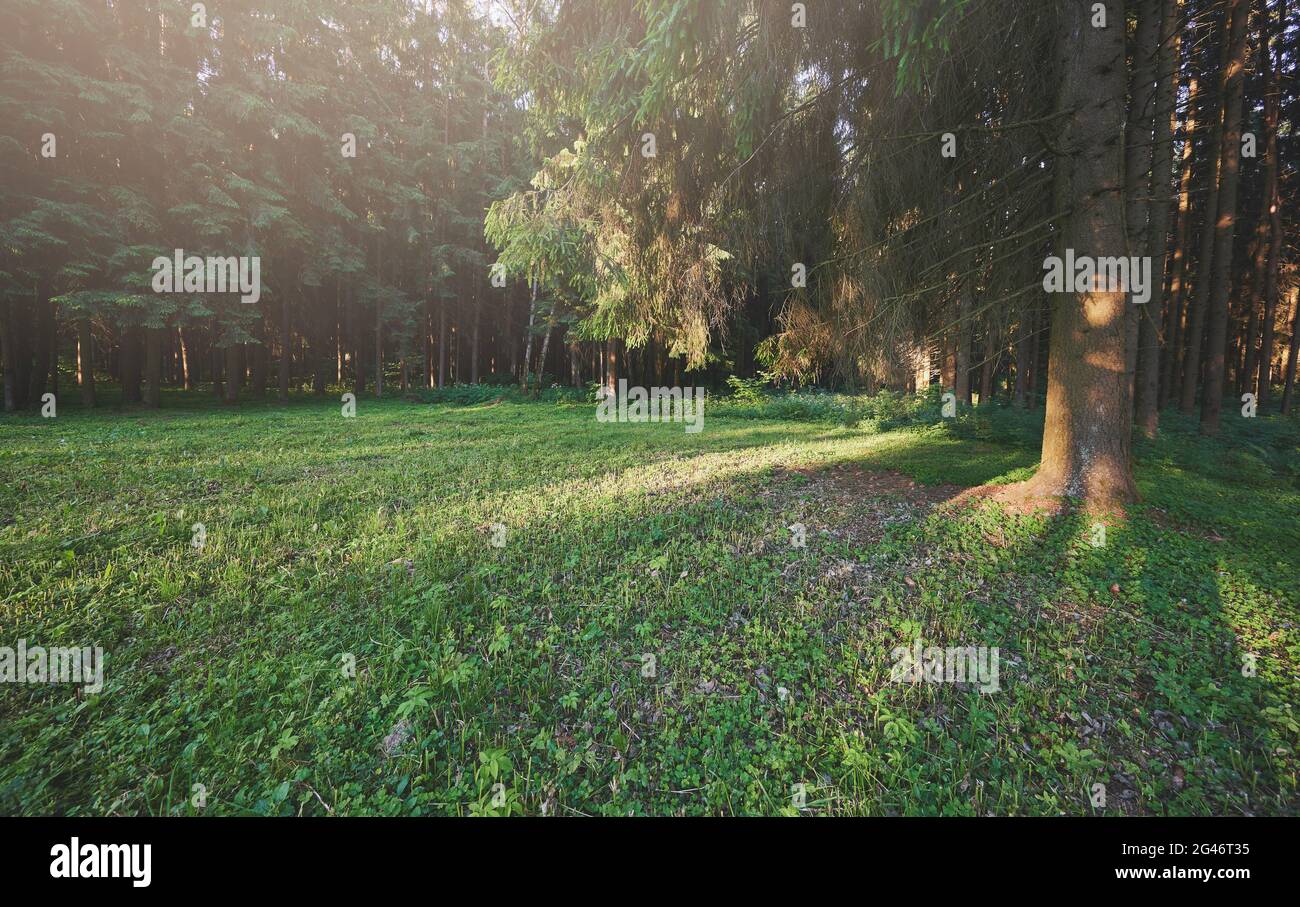 Prato verde intorno agli alberi della foresta sulla luminosa alba del mattino Foto Stock