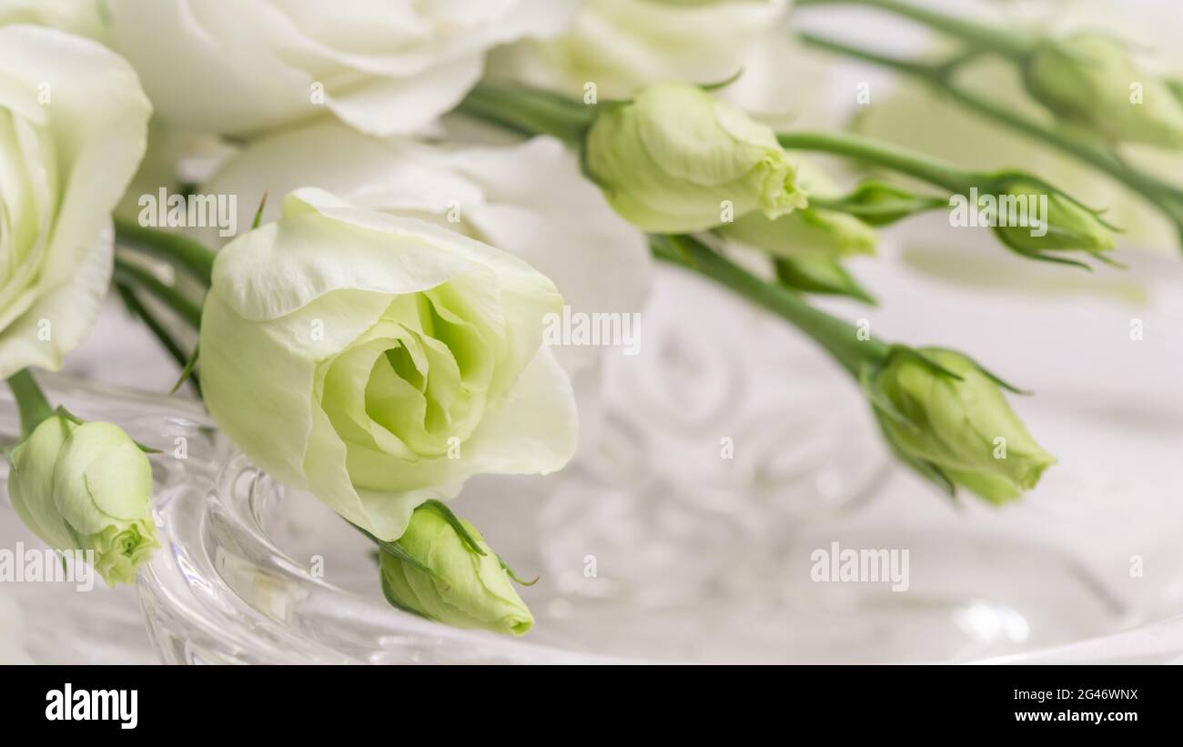 Messa a fuoco morbida, sfondo floreale astratto, fiore bianco di Eustoma con boccioli. Macro fiori sfondo per il design del marchio per le vacanze Foto Stock