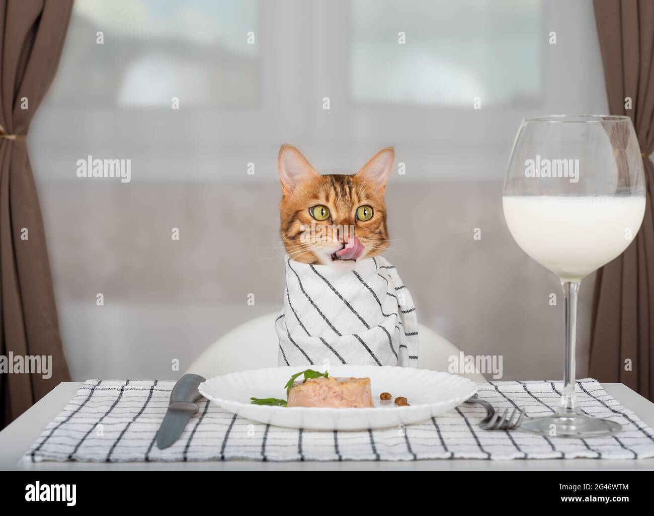 Il gatto bengala con il bib attende il cibo nella stanza, leccando le sue labbra Foto Stock