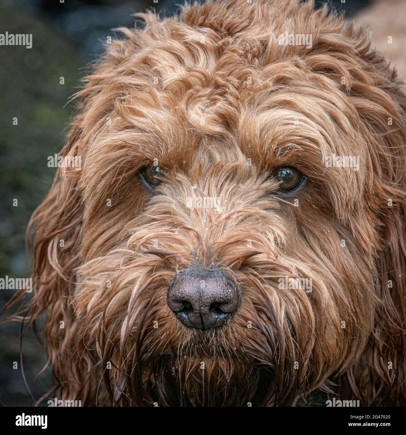 Un colpo di testa di un cane rosso cockapoo in attesa di una sorpresa durante la sua passeggiata mattutina Foto Stock