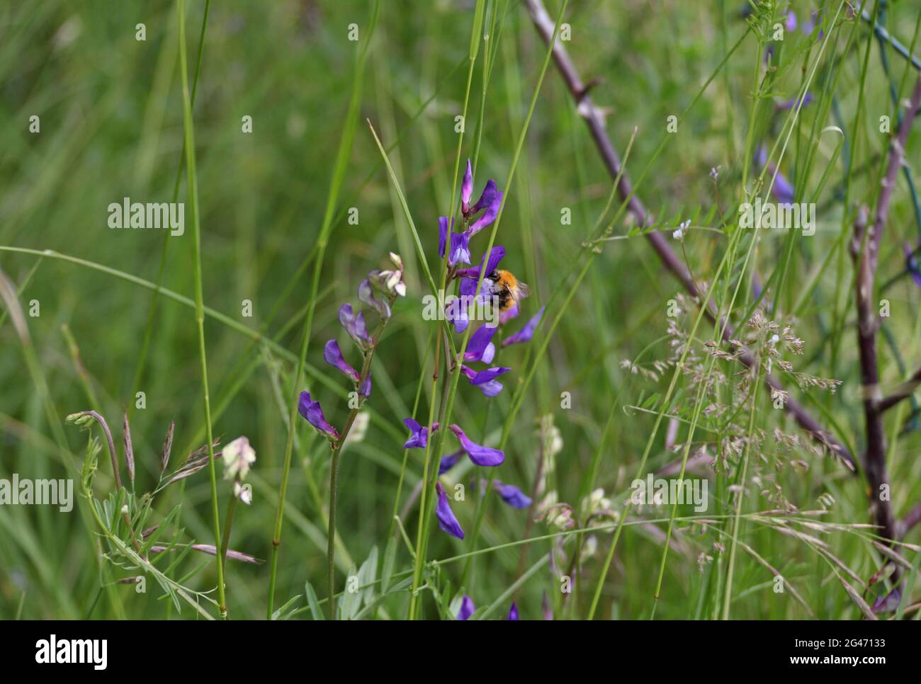 Fiori selvatici dei Grands Causses, Riserva della Biosfera UNESCO, Gole del Tarn e Jonte, Grands Causses, sito Occitania presto essere elencato Grand Site di Francia Foto Stock