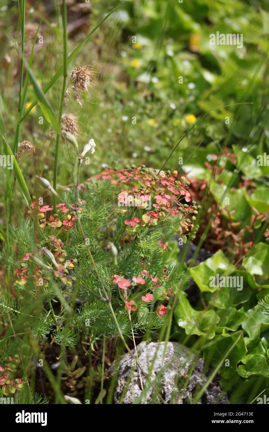 Fiori selvatici dei Grands Causses, Riserva della Biosfera UNESCO, Gole del Tarn e Jonte, Grands Causses, sito Occitania presto essere elencato Grand Site di Francia Foto Stock