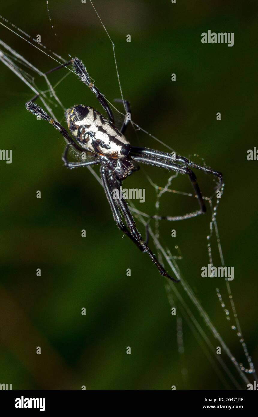 Leucouge Spider a forma di pera, Opadometa fastigata, Klungkung, Bali, Indonesia Foto Stock