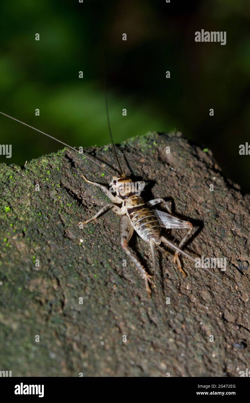 Cricket, Famiglia Gryllidae, Klungkung, Bali, Indonesia Foto Stock