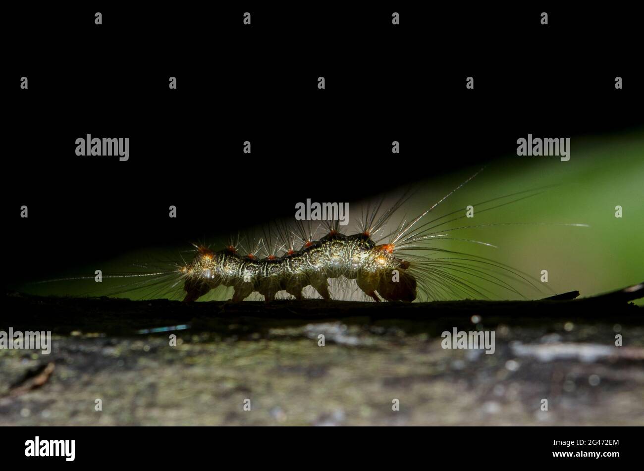 Caterpillar, Ordine Lepidoptera, con capelli lunghi per la protezione su foglia, Klungkung, Bali, Indonesia Foto Stock