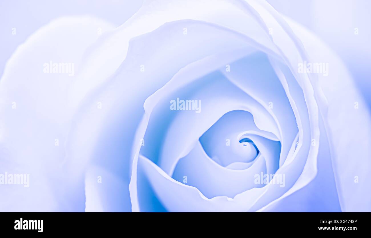 Astratto sfondo floreale, petali di fiori di rosa bianco blu. Macro fiori sfondo per il design delle vacanze. Messa a fuoco morbida Foto Stock