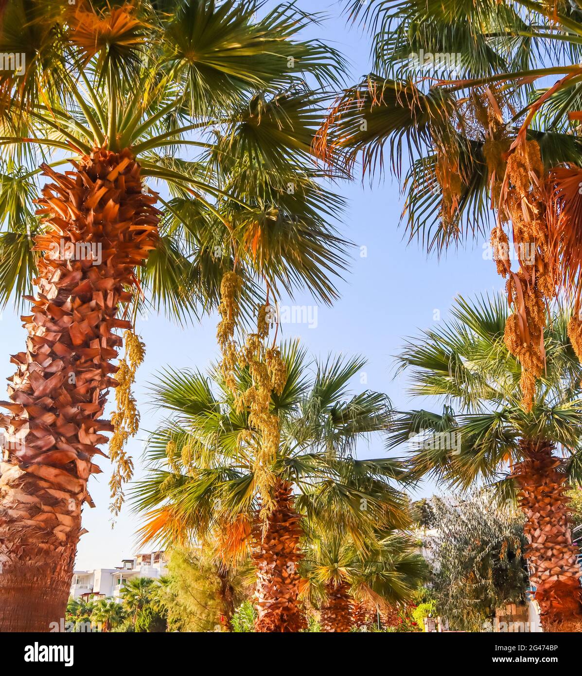 Palms (palme da dattero) contro il cielo blu in sunset Foto Stock