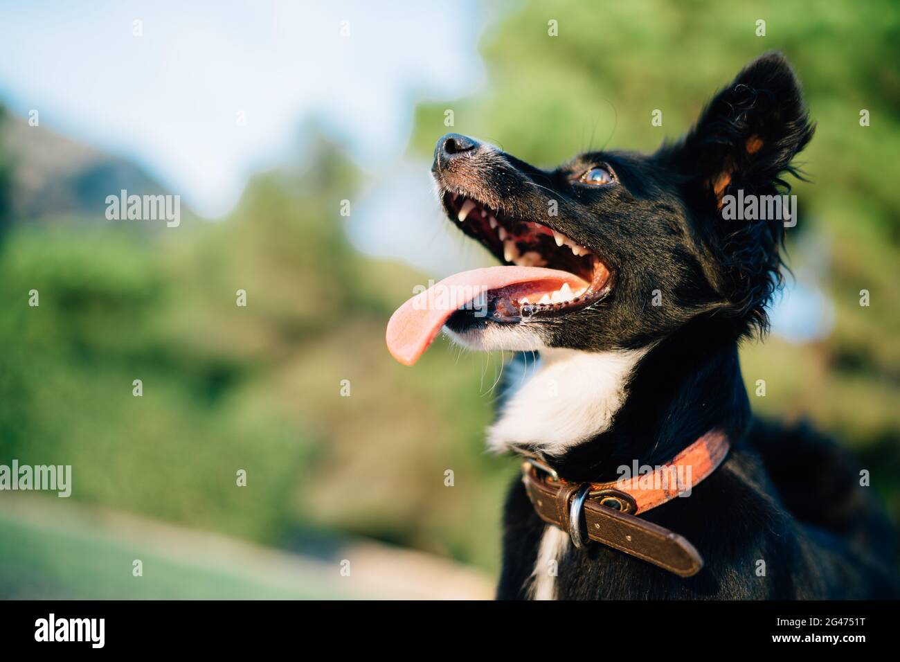 Primo piano di un piccolo cane nero con bocca aperta e lingua sporgente guarda in su a sorpresa nella natura. Foto Stock