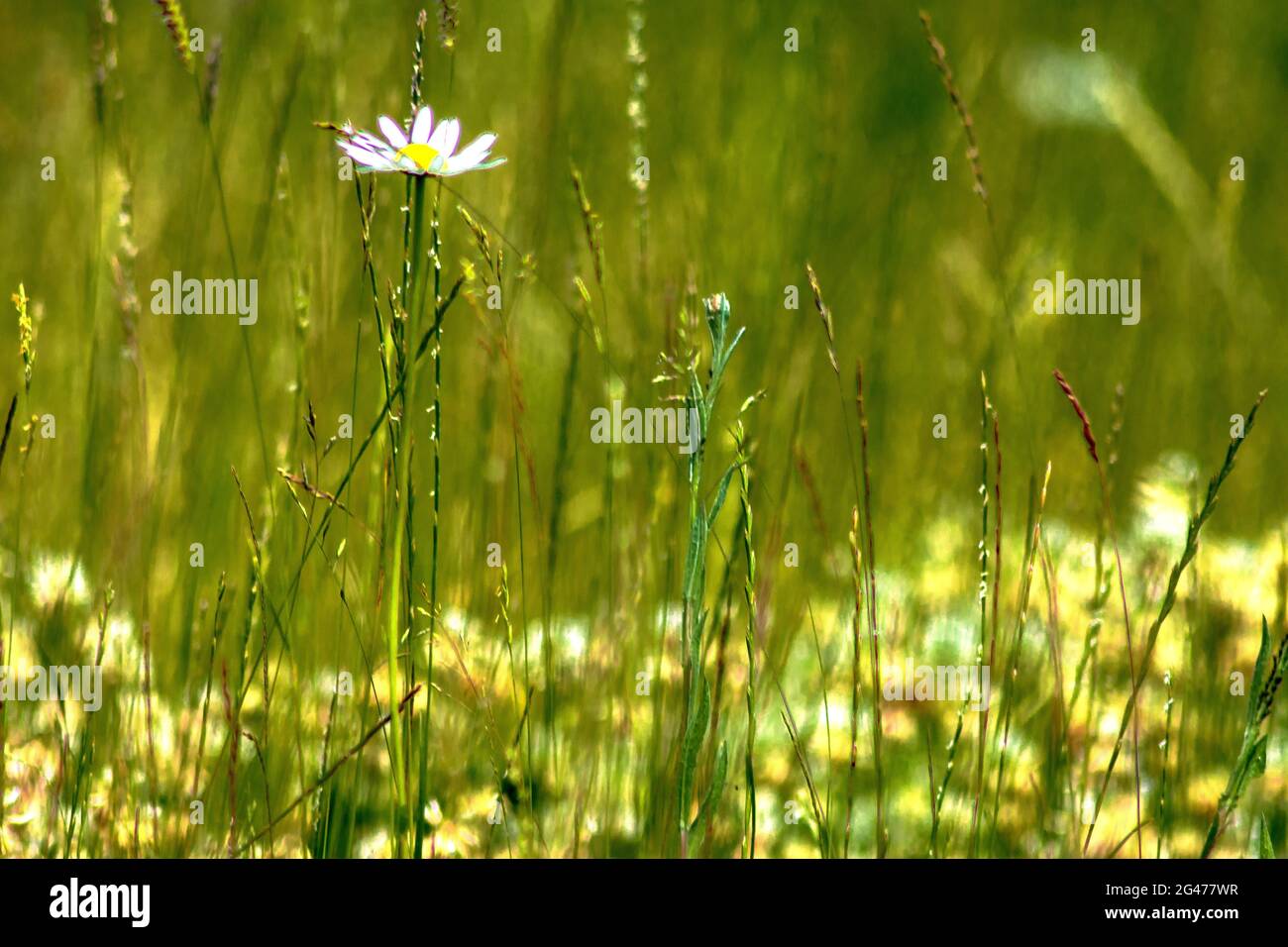 Godetevi la natura: La margherita con trifoglio Foto Stock