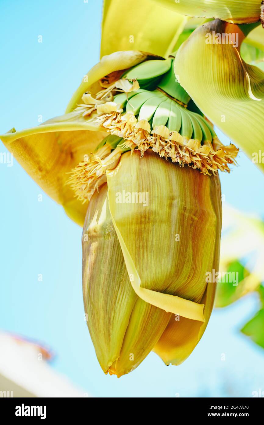 Fiori di palma di banana. Un grande fiore giallo. Piccole banane verdi su palme. Banane non mature. Foto Stock