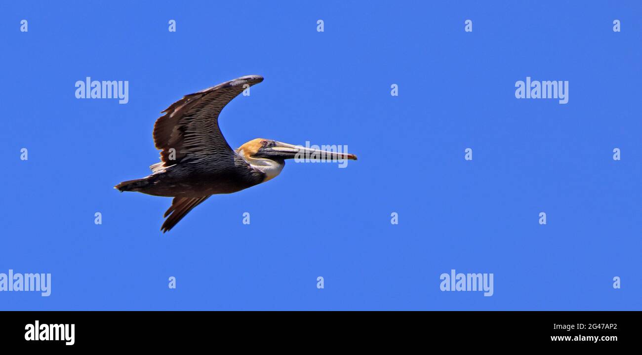 Pellicano marrone con ali sparse in volo contro un cielo blu chiaro Foto Stock