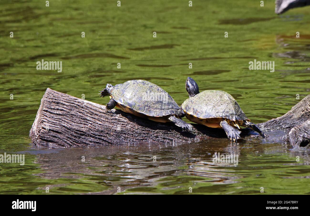 Due tartarughe arroccate su un albero morto in un laghetto con acqua verde Foto Stock