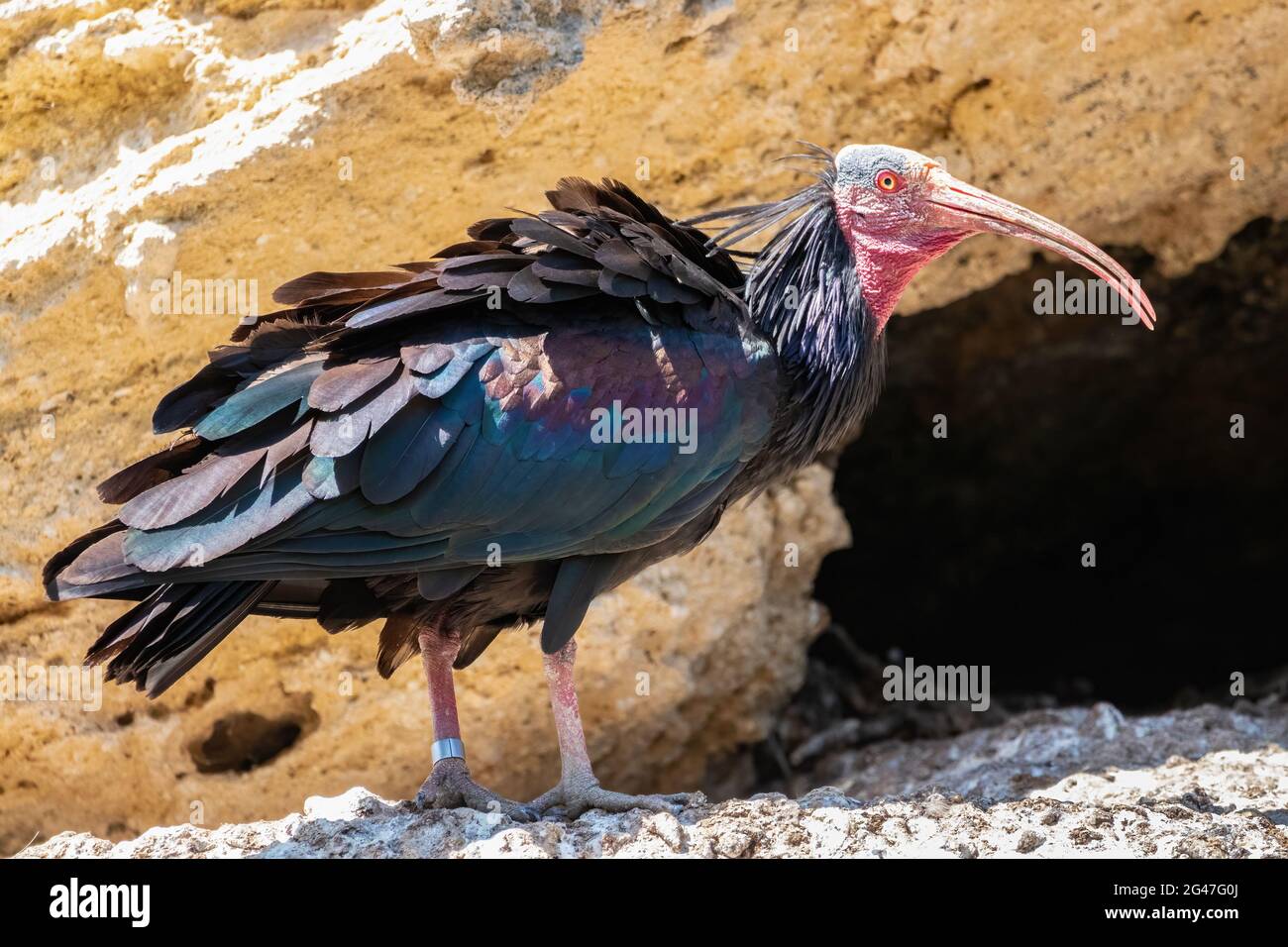 Northern Bald ibis, Hermit ibis o Waldrapp - Geronticus eremita - arroccato su una scogliera Foto Stock