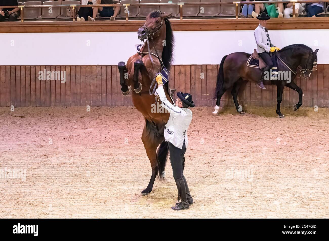 Jerez de la Frontera, Cadice, Spagna - 17 giugno 2021: Pilota vestito con abito tradizionale mostra un cavallo bruno di purebred esecuzione di un cavallo Levade e C. Foto Stock