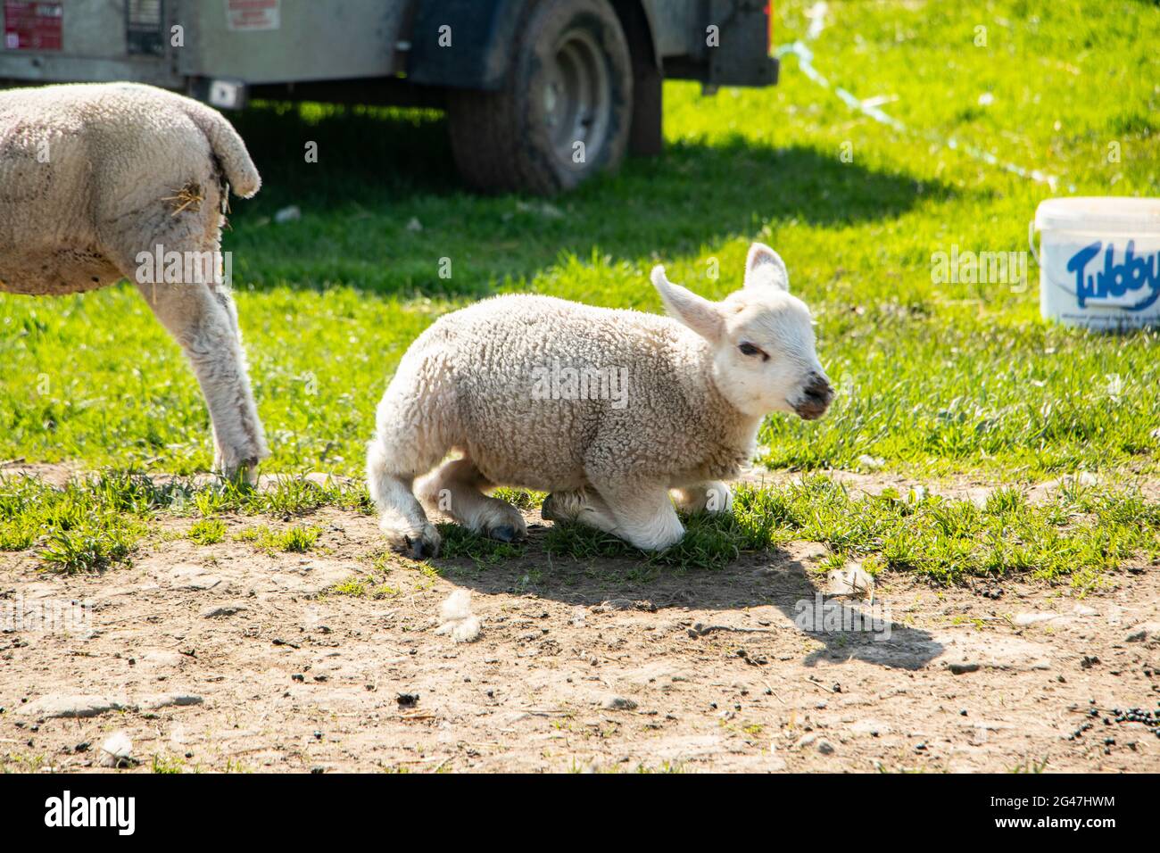 Agnello sulla fattoria Northumberland in primavera Foto Stock
