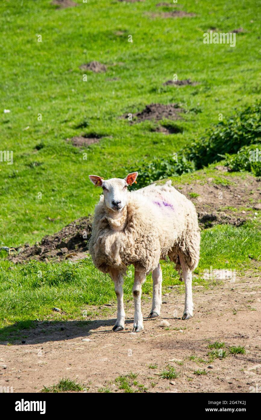 pecore isolate in piedi su erba in fattoria Foto Stock