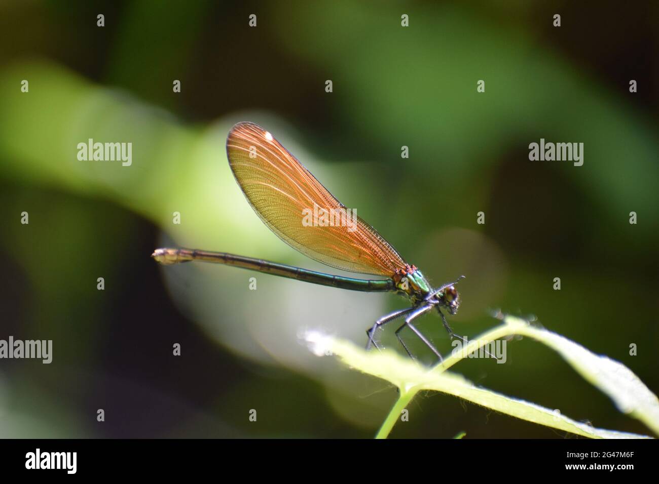 piccolo drago volare Foto Stock