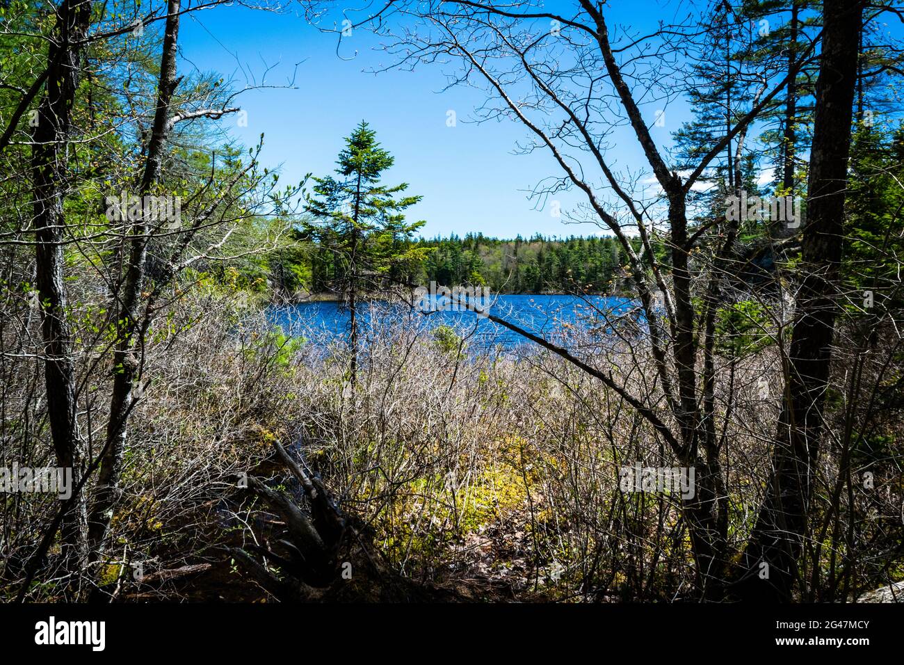 Il lago Charlies nella natura selvaggia è di laghi di calette di betulla montone blu Foto Stock
