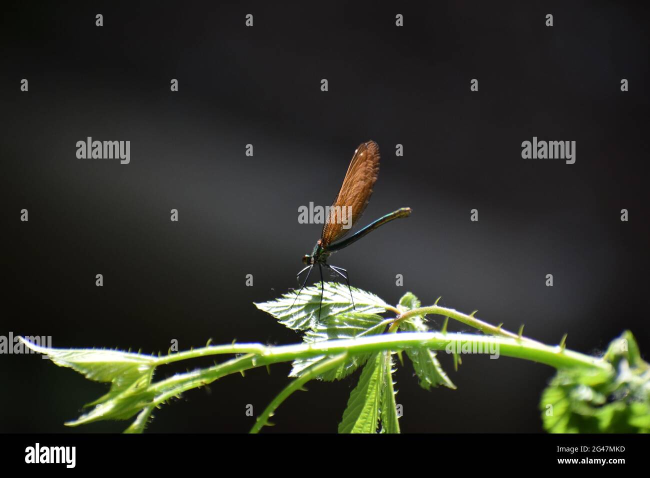 piccolo drago volare Foto Stock