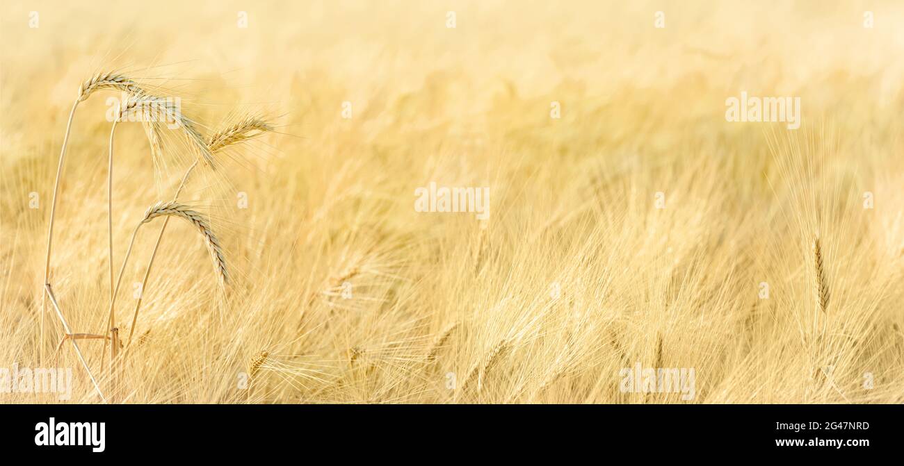 Punte di orzo mature in un campo, panorama con spazio di copia Foto Stock
