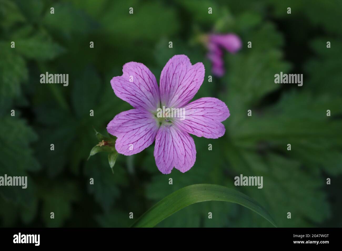 Fiore viola in fiore, Regno Unito Foto Stock