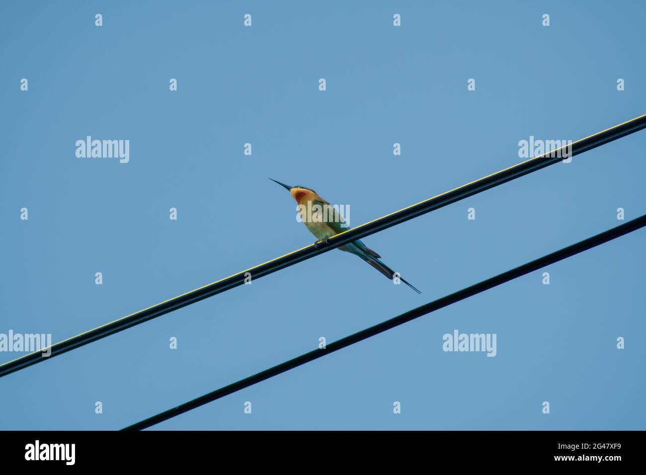 Un bellissimo uccello colorato chiamato ape mangiatore con coda blu seduto e guardando o perching da un cavo elettrico con sfondo blu cielo Foto Stock