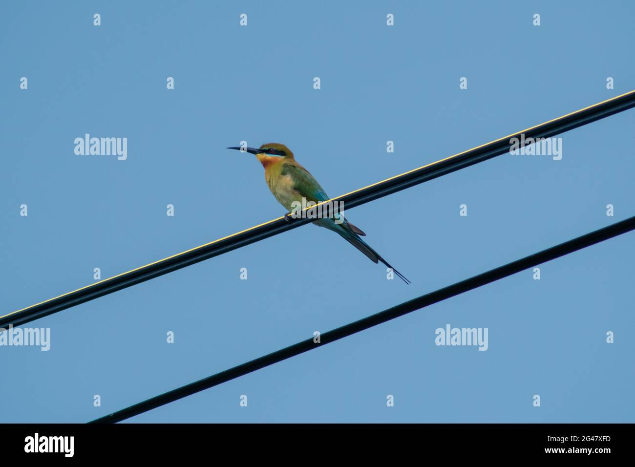 Un bellissimo uccello colorato chiamato ape mangiatore con coda blu seduto e guardando o perching da un cavo elettrico con sfondo blu cielo Foto Stock