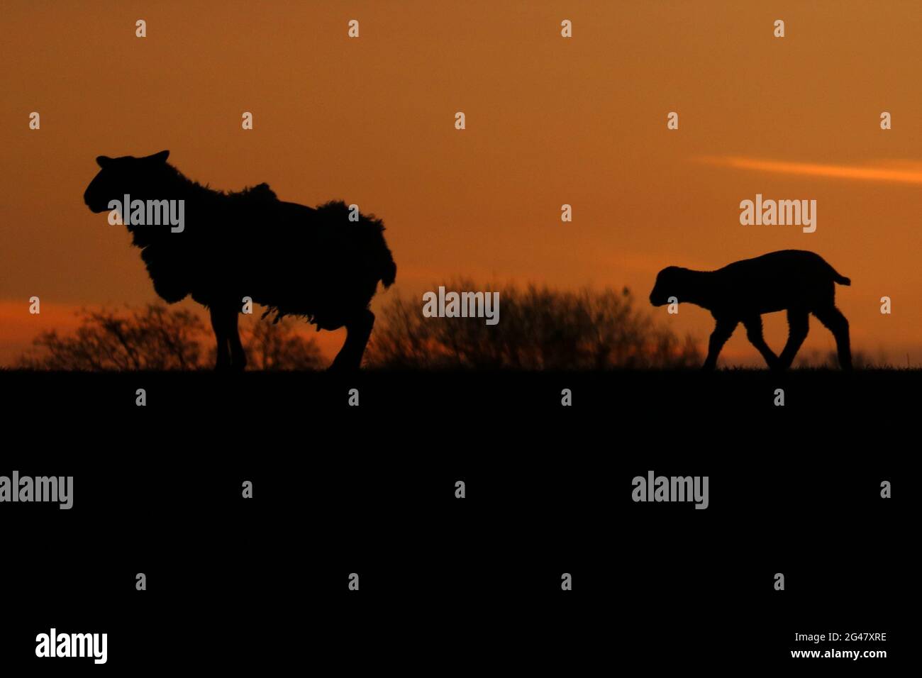 Le sagome di madre pecora e giovane pecora su un tramonto arancione Foto Stock