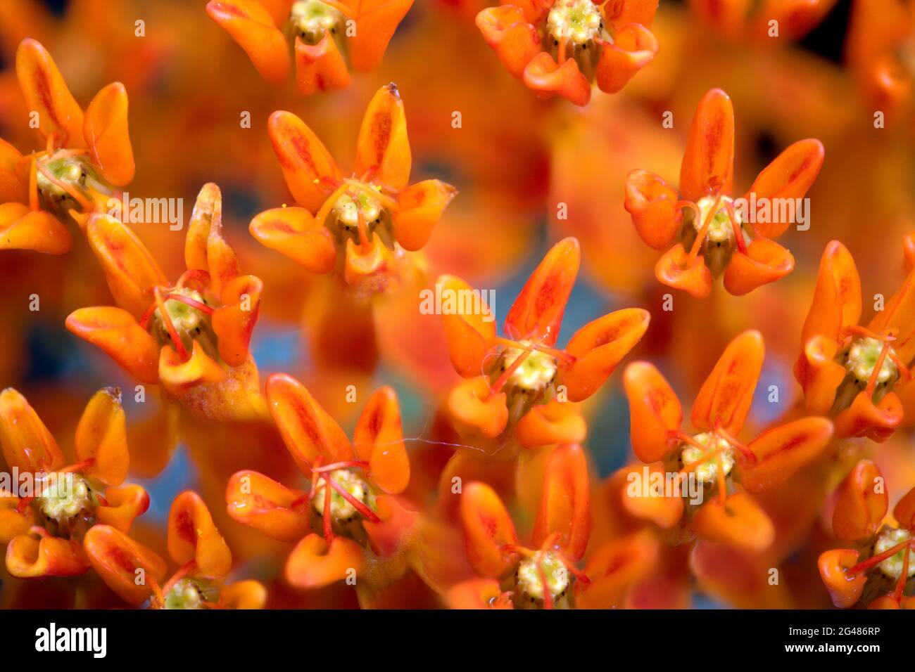 Primo piano immagine di fiori d'erba farfalla arancione (Asclepias tuberosa) su uno sfondo blu illuminato. Foto Stock