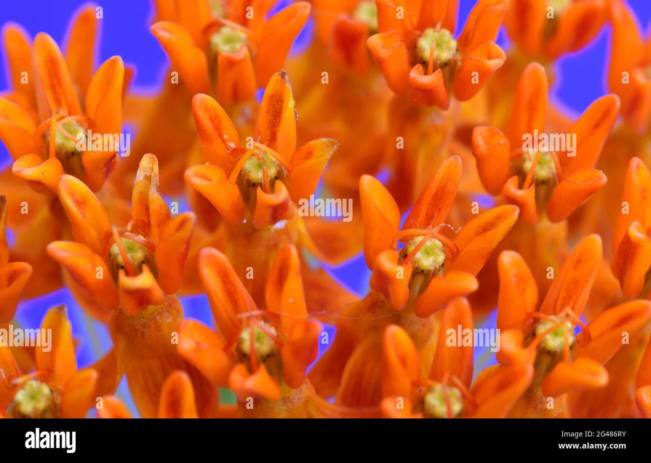 Primo piano immagine di fiori d'erba farfalla arancione (Asclepias tuberosa) su uno sfondo blu illuminato. Foto Stock