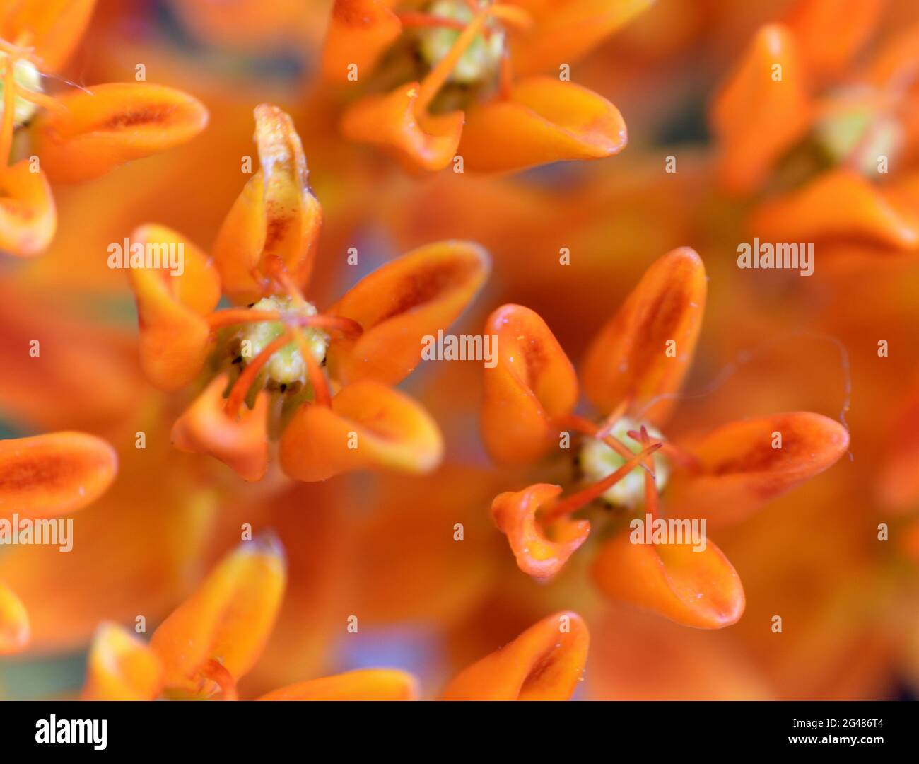 Primo piano immagine di arance farfalla (Asclepias tuberosa) fiori su uno sfondo blu illuminato che mostra un bel dettaglio di piccoli fiori. Foto Stock