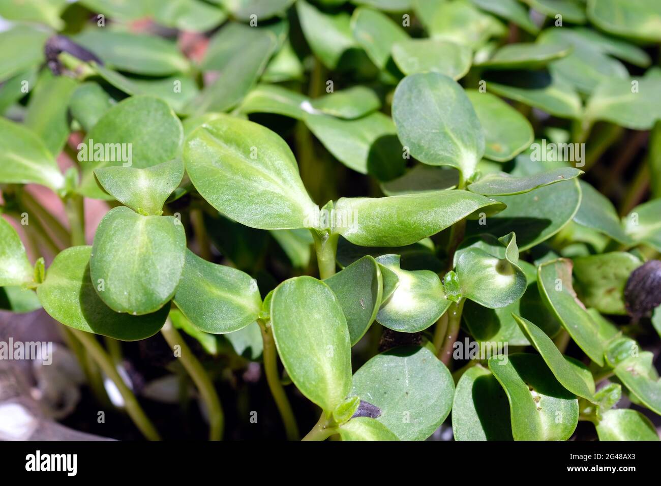 Giovani germogli di girasole da vicino. Micrograni di girasole che crescono in contenitori. Foto Stock