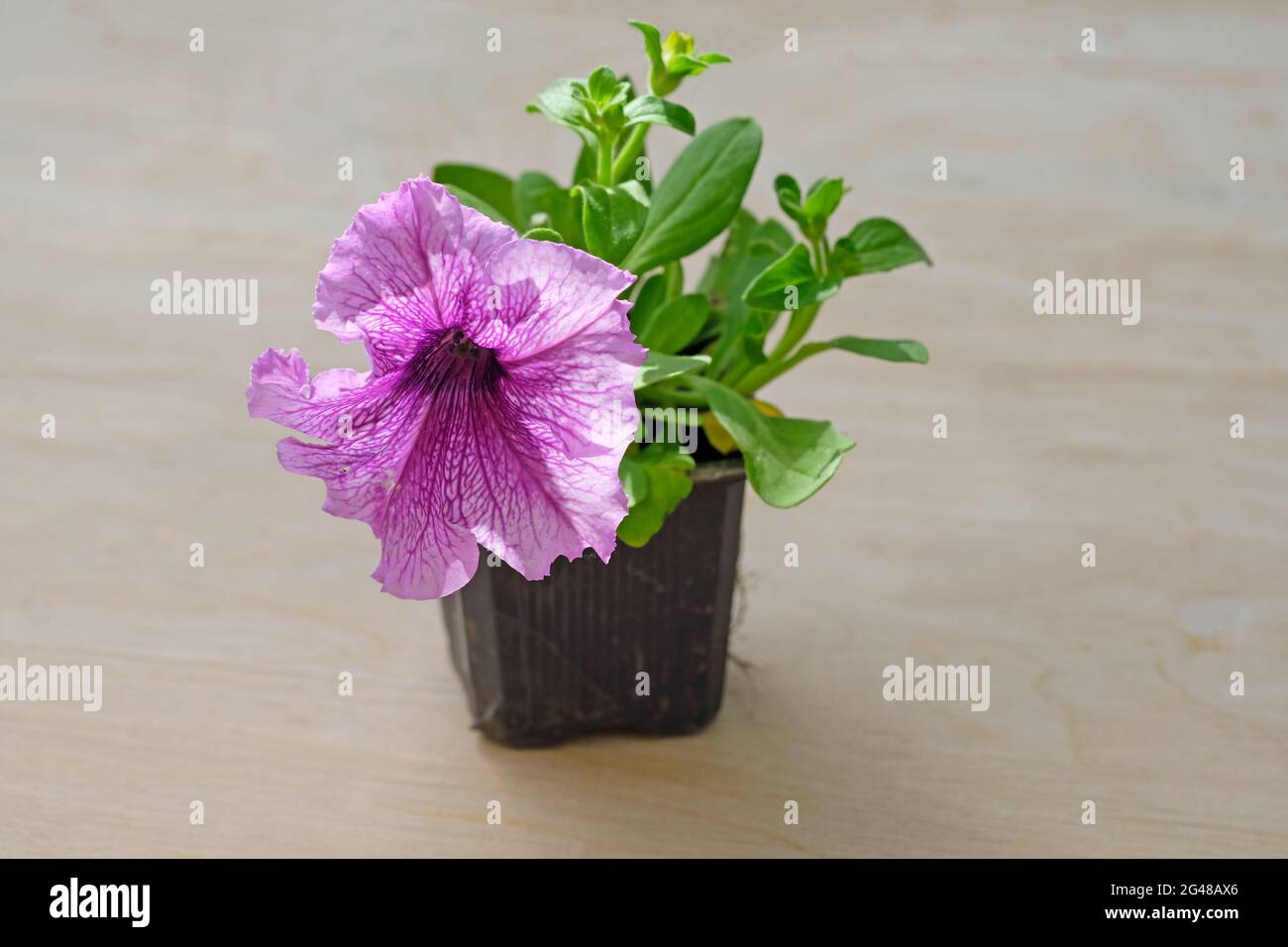 Un piccolo cespuglio di petunia rosa in fiore in una pentola. Petunias crescenti in una serra. Piantine di petunia in un contenitore di plastica. Foto Stock
