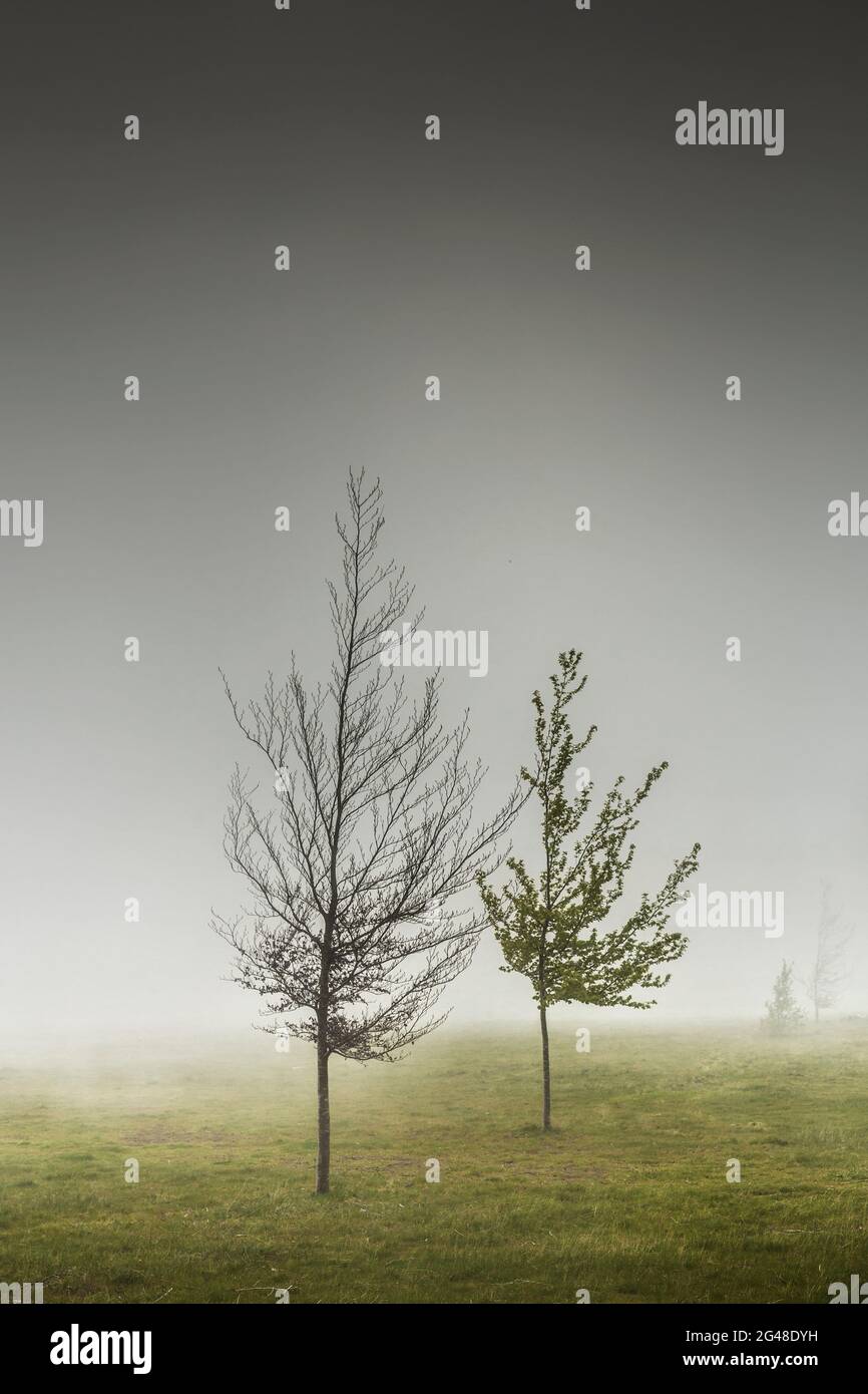 Paesaggio di alberi nella nebbia, isola di Madeira, Portogallo Foto Stock